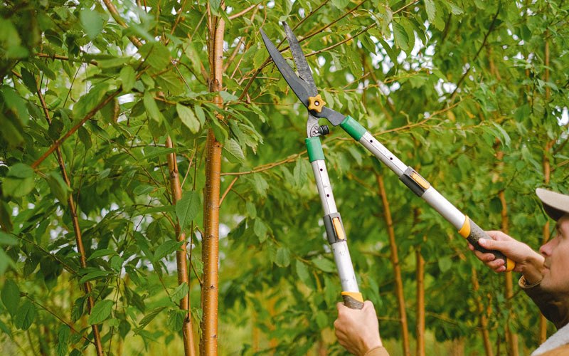 Tree trimming in Tatamy, PA