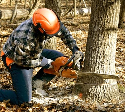 Tree Removal in Tatamy, PA